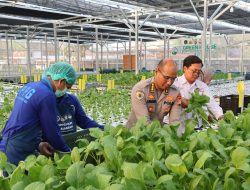 Greenhouse SPPG Palmerah Panen Sawi dan Nila untuk Menu Bergizi 2.529 Penerima Manfaat