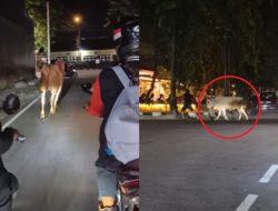 Viral Seekor Sapi Kurban Diduga Ngamuk di Jalanan Klasis Klaten, Sempat Berlari Kecil hingga Diikuti Motor dari Belakang