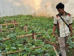 Lapas Serang Cetak Benih Unggul Blewah dan Semangka Berkualitas
