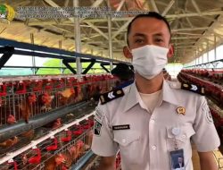 Fantastis! Lapas Ciangir Panen 860 Kg Telur per Hari