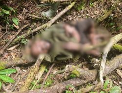 Senjata Api dan Munisi Diamankan dari Kelompok OPM Kodap Sorong Raya dalam Patroli Keamanan Koops TNI Habema di Maybrat
