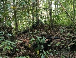 Kontak Tembak di Maybrat, Tiga Anggota Kelompok Bersenjata OPM Dilaporkan Meninggal Dunia